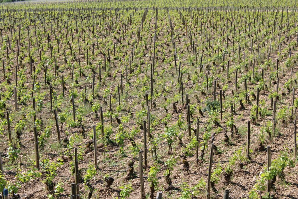 chardonnay